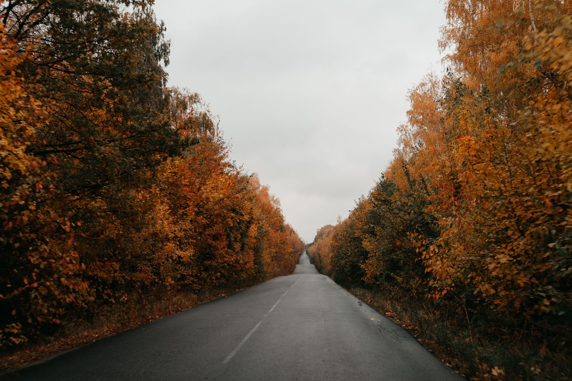 The British Hedgerow Is One of Our Greatest National Treasures, Here’s How to Spot Its Riches